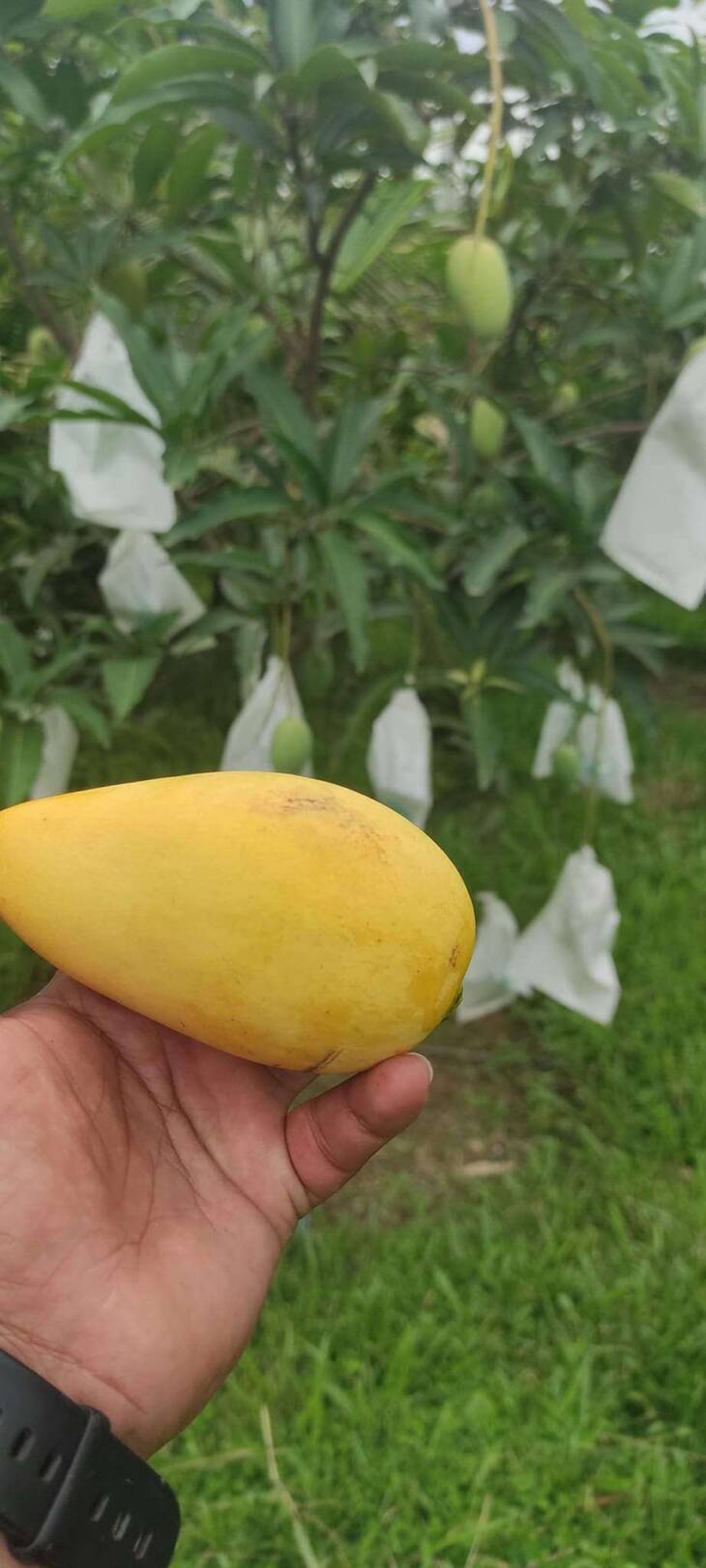 Bombai Mango