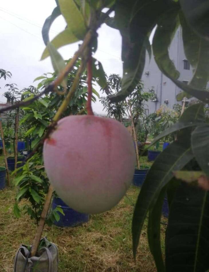 Laksmanbhog Mango