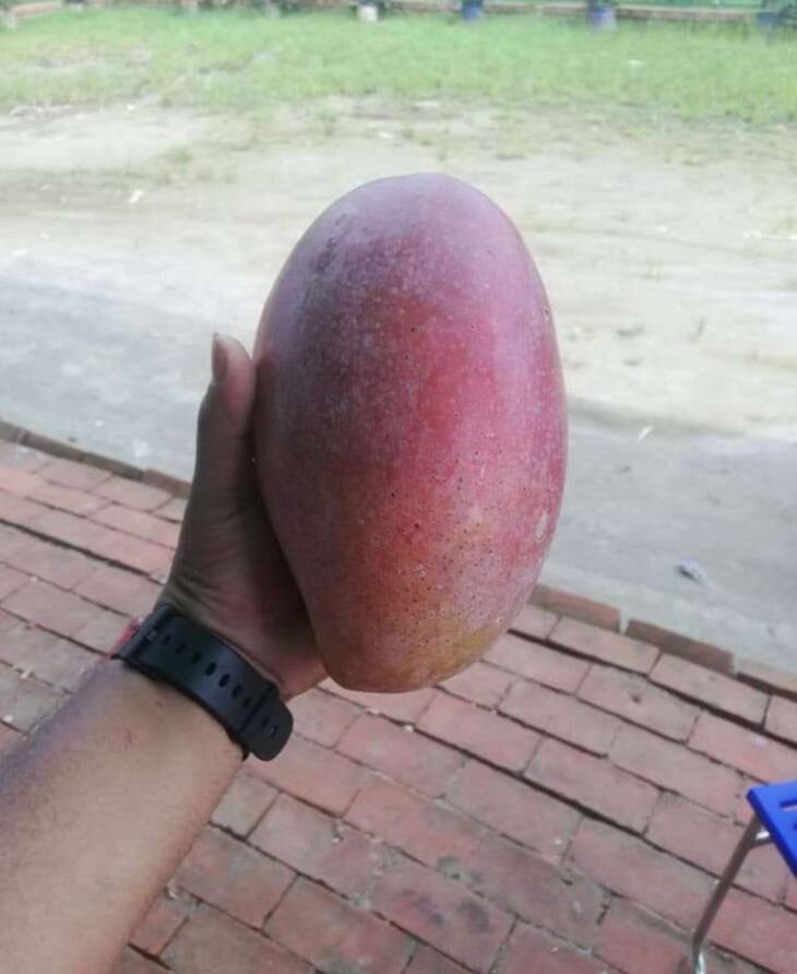 Amrupali Mango