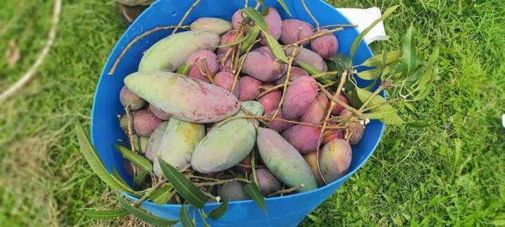 Mohanbhog Mango - Image 4