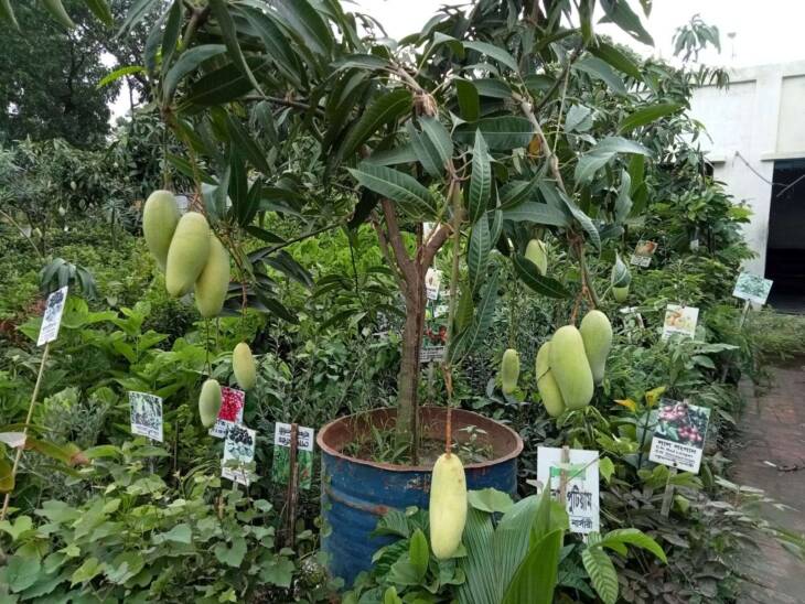 Mohanbhog Mango - Image 3