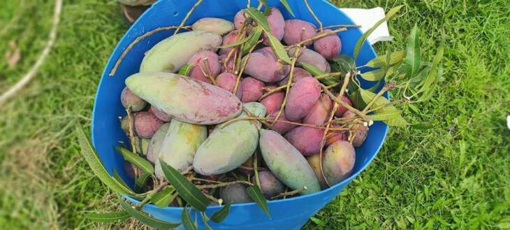 Lata Bombai Mango