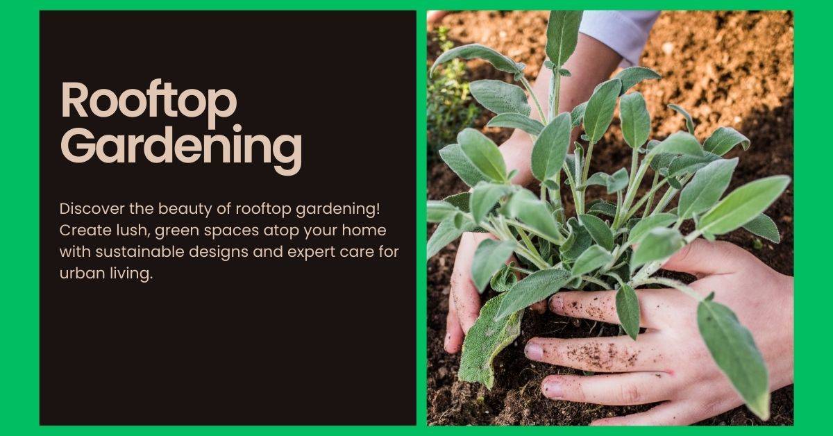 Rooftop Gardening
